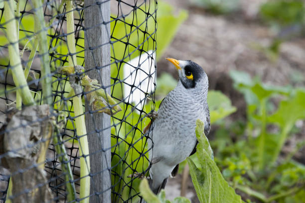 Bird Net